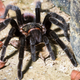 Illustration for article titled Mexican authorities stop restaurant from selling $26 tarantula taco